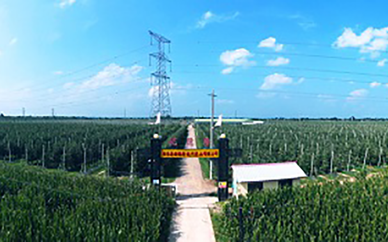 靈臺(tái)優(yōu)德隆農(nóng)業(yè)公司1300畝果園安防監(jiān)控、網(wǎng)絡(luò)機(jī)房案例